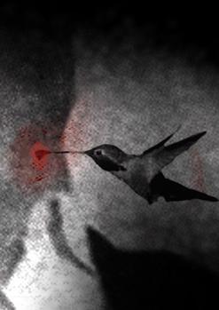 Curts Nacional I. MATES (96')