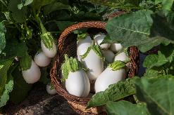 Arròs alberginia blanca_ Mercat Terra setembre 2026