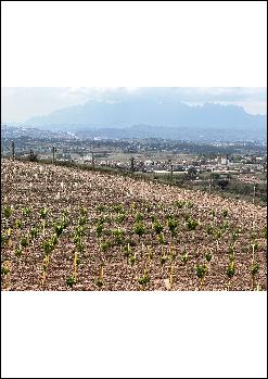 VISITA GUIADA I TAST PER L'ENTORN DE LA GUINARDA DE SANTPEDOR