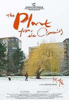 The Plant from the Canaries