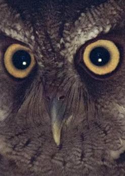 É Noite na América