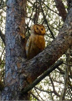Visita Naturalista a Puig Pinell