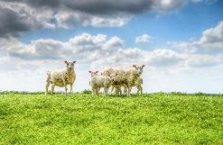 Ovelles, de Carme Marfá i Iago Alonso, a càrrec d'Els passerells teatre-estudi (Alforja)