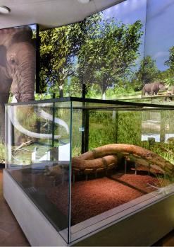 Visita lliure l’Espai Mammuthus (CAT-ESP-ENG-FRÇ).